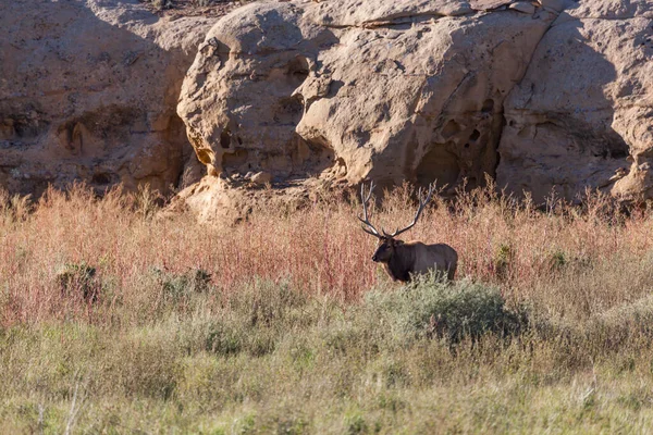 Een Grote Stier Eland Staat Het Hoge Gras Borstel Naast — Stockfoto