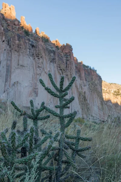 Plantas Cactus Altos Nativos Nuevo México Crecen Frente Acantilados Piedra —  Fotos de Stock