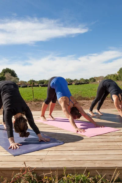 A small group of people participating in an afternoon outdoor yoga class on a wooden platform at a farm.