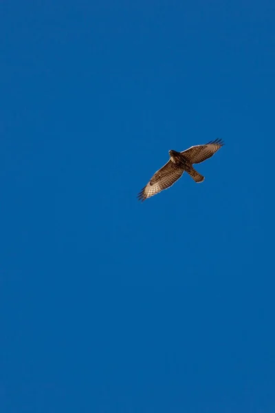 Large Brown White Hawk Soars Hight Blue Sky Grand Canyon — Stock Photo, Image