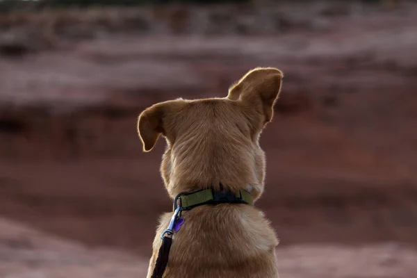 Large Dog Sits Facing Away Curiously Looking One Ear One — Stock Photo, Image