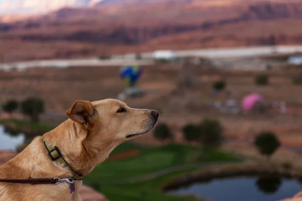 Ciekawy Pies Patrzy Wącha Powietrze Corocznych Regatach Balonowych Lake Powell — Zdjęcie stockowe