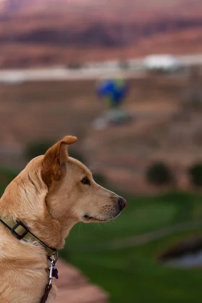 Ciekawy Pies Spogląda Oddali Coroczne Regaty Balonów Lake Powell Piaskowcowych — Zdjęcie stockowe