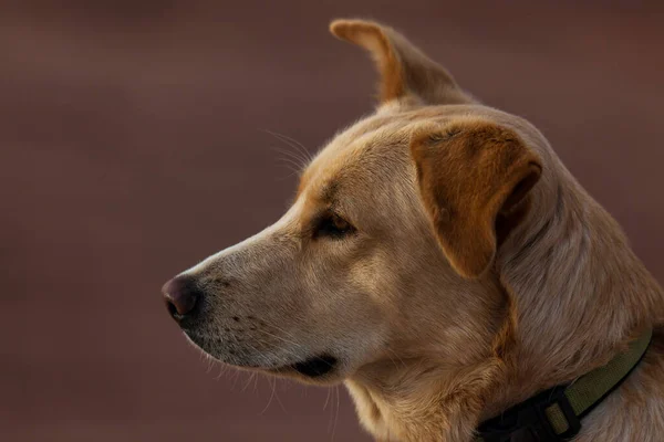 暖かい朝の日差しが黄色の毛皮の柔らかく光るので 大きな犬が座って遠くを不思議そうに見ています — ストック写真