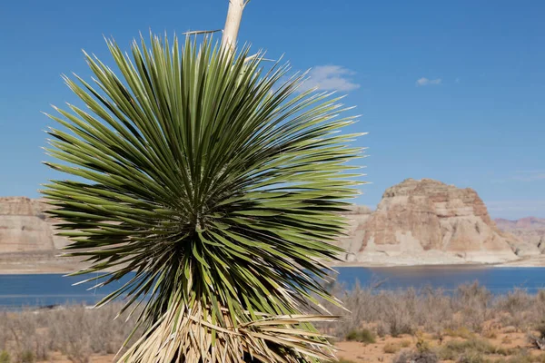 Stachelige Blätter Einer Wilden Agave Bilden Eine Runde Form Vor — Stockfoto