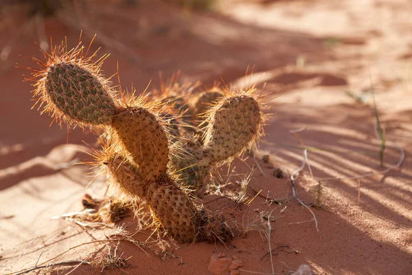 Piccolo Cactus Del Deserto Con Aghi Affilati Tornato Illuminato Dal — Foto Stock