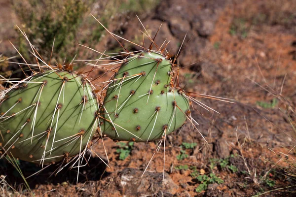 Een Wild Groeiend Hartvormig Cactusblad Bedekt Met Lange Scherpe Aren — Stockfoto