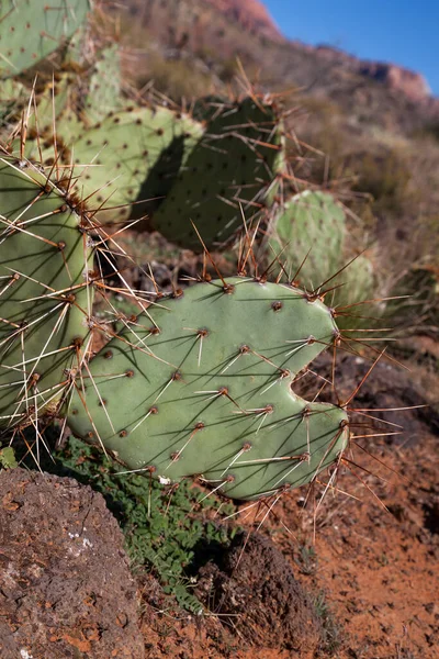 Une Feuille Cactus Sauvage Forme Cœur Recouverte Longues Pointes Acérées — Photo