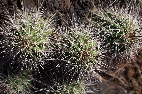 Małe Okrągłe Zielone Kaktusy Pokryte Długimi Ostrymi Igłami Dla Ochrony — Zdjęcie stockowe