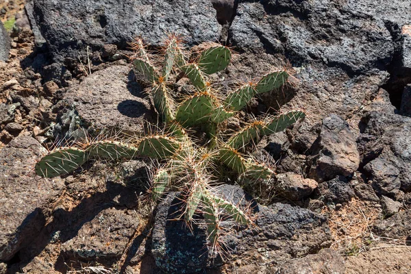 複数の葉を持つ健康な野生のサボテンは 南ユタ州の明るい砂漠の日差しの中で岩の多い地形のいくつかの方向に広がっています — ストック写真