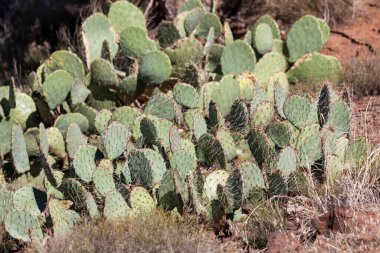 Utah 'ta, Zion Ulusal Parkı yakınlarında yetişen sağlıklı bir kaktüs grubu..
