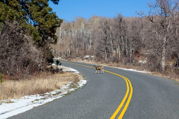 Female Deer Walking Kolob Terrace Road Zion National Park Sunny — Stock Photo, Image