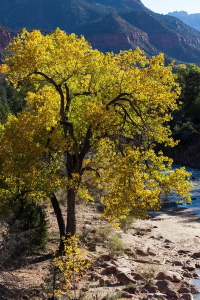 Sonbaharda sarı yaprakları olan yaprak döken bir ağaç, Utah, Zion Ulusal Parkı 'ndaki Virgin Nehri kıyısında öğleden sonra güneşiyle aydınlanır..