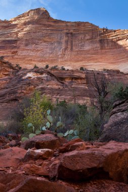Utah, Zion Ulusal Parkı 'ndaki Virgin Nehri' nin kıyısındaki vadi tabanından görünen çöl bitkilerine sahip kaya ve kayalık katmanlar..