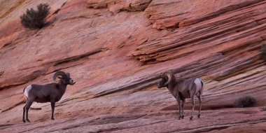 İki koç karşı karşıya gelir, biri dilini uzatır. Sanki Utah, Zion Ulusal Parkı 'nda bir kavga başlatır gibi..