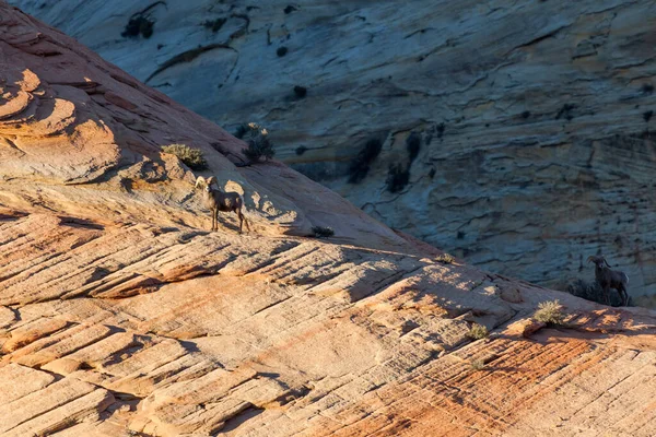 太陽の光と影が柔らかいシオン国立公園の砂岩の崖の上によく身に着けている歩道を歩く2匹の大きな角の羊 — ストック写真