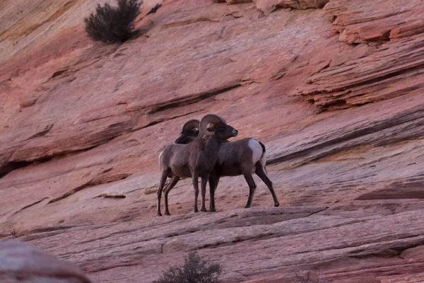 Zwei Dickhornschafe Liefern Sich Späten Nachmittag Zion National Park Utah — Stockfoto
