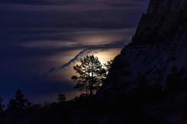 Lua Lançando Suave Brilho Luz Atrás Uma Árvore Pinho Dividida — Fotografia de Stock