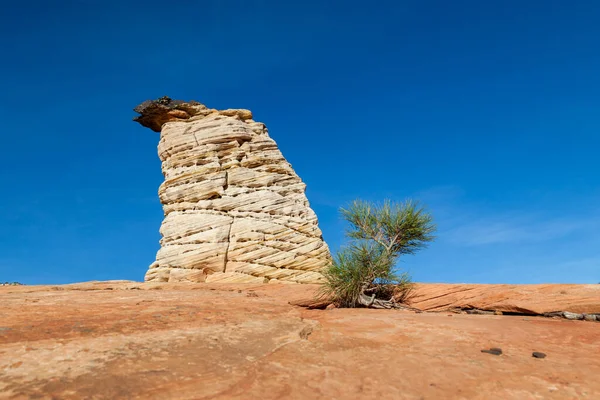 Pequeño Pino Crece Frente Una Torre Piedra Arenisca Hoodoo Que — Foto de Stock