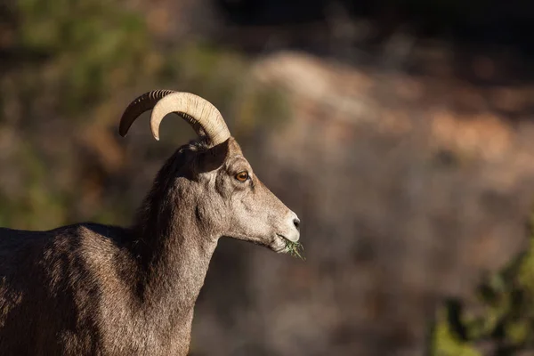 Una Pecora Bighorn Femmina Che Mangia Erba Mentre Tiene Occhio — Foto Stock