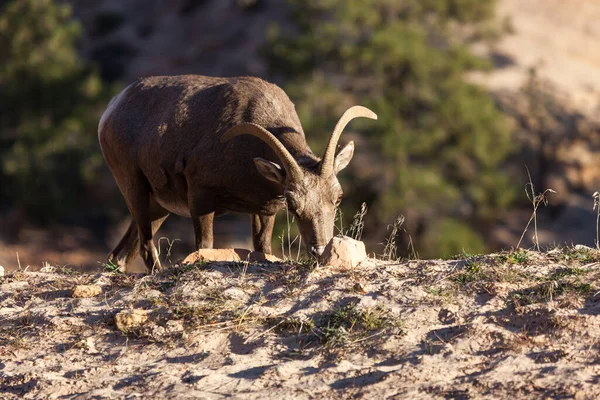 Hona Bighorn Får Äter Gräs Bredvid Sidan Vägen Med Mjuk — Stockfoto