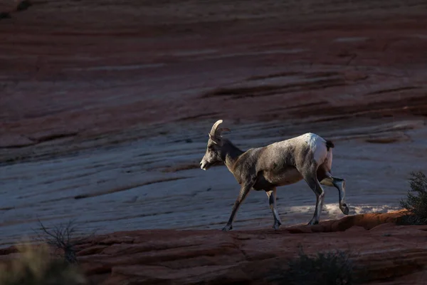 Uma Ovelha Bighorn Fêmea Caminhando Uma Trilha Arenito Luz Tarde — Fotografia de Stock