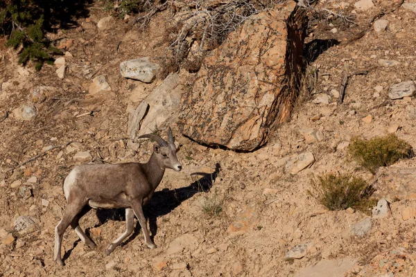 ユタ州シオン国立公園の乾燥した岩場の丘の中腹を渡って午後の光の中を歩く若いビッグホーン羊 — ストック写真