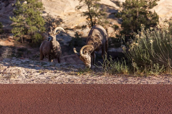 Deux Mouflons Femelles Broutant Sur Bord Route Dans Après Midi — Photo