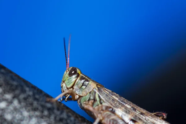 Yeşil çekirge — Stok fotoğraf