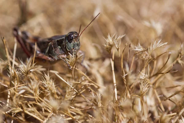 Grasshopper — Stock Photo, Image