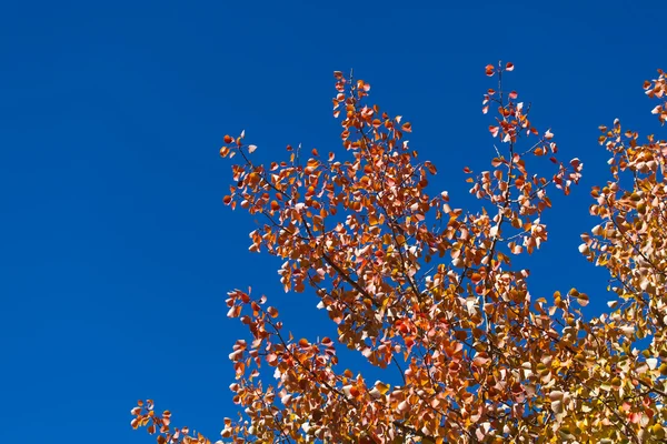 Folhas de queda e céu azul vívido — Fotografia de Stock