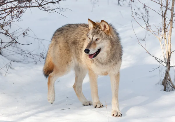 Loup de bois en hiver — Photo