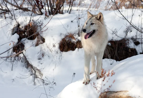 Winter Wolf op een rots — Stockfoto