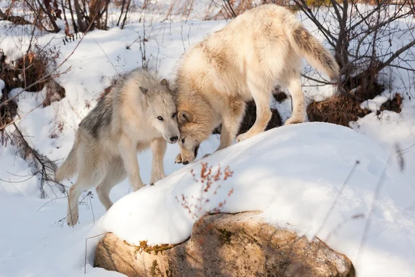 Wolf tillgivenhet — Stockfoto