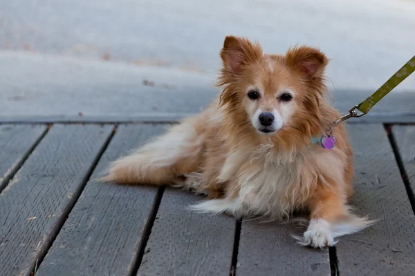 Tüylü küçük köpek — Stok fotoğraf