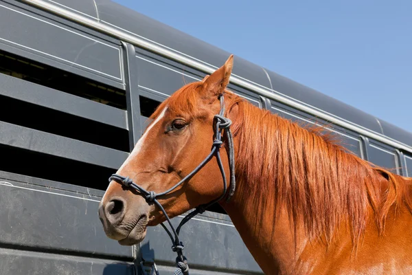 Close Up van paard door een aanhangwagen — Stockfoto