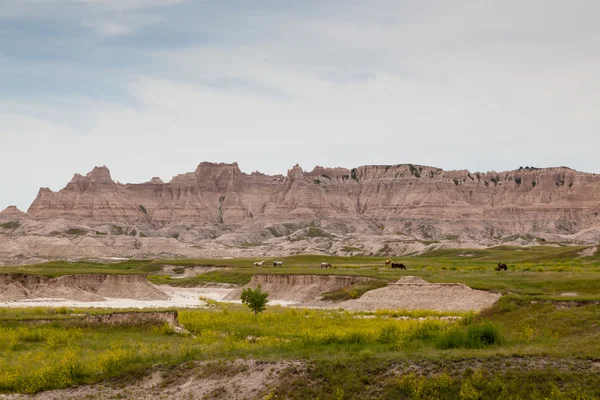 Horses in Badlands Landscape — Stock Photo, Image