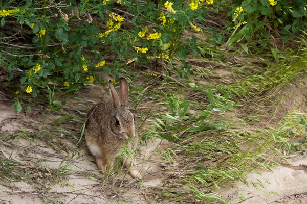 Vahşi Jack Rabbit — Stok fotoğraf