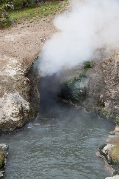 Dračí tlamy jaro — Stock fotografie