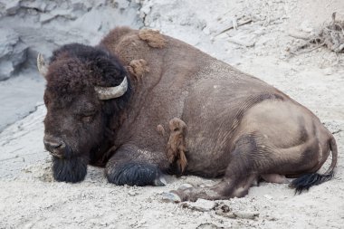 Large Resting Bison clipart