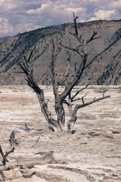 Antique Tree Skeleton — Stock Photo, Image