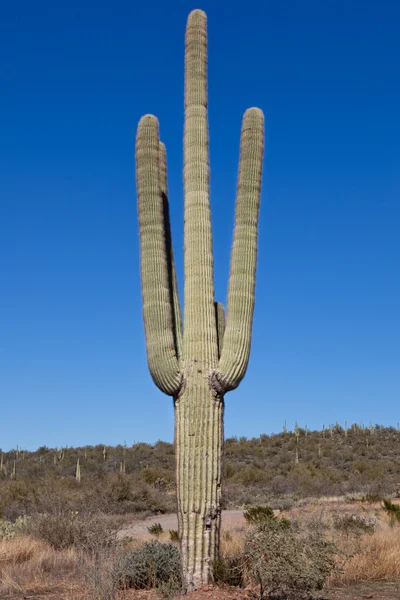 Saguaro kaktus — Stock fotografie