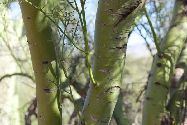 Grön Bark Willow träd — Stockfoto