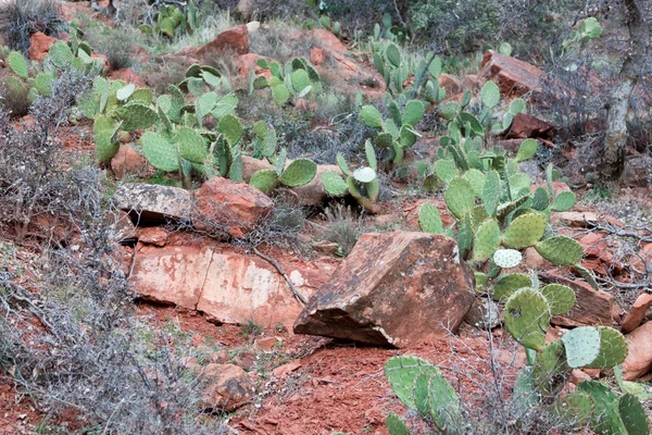 Vilda cactus — Stockfoto