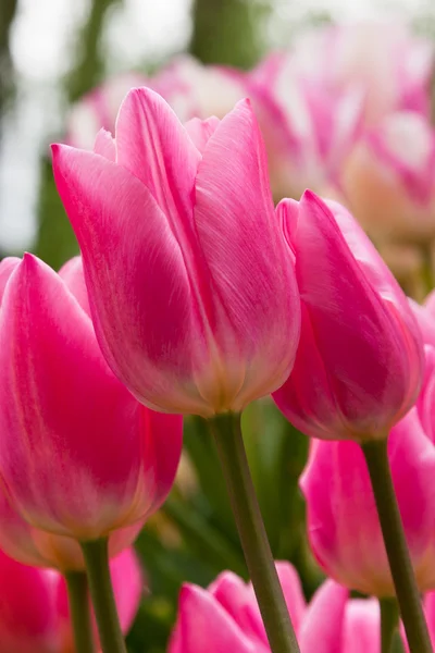 Rosa tulpaner — Stockfoto