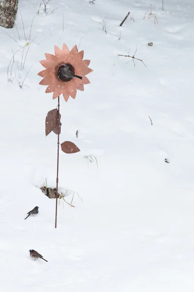 겨울 새 먹이 — 스톡 사진