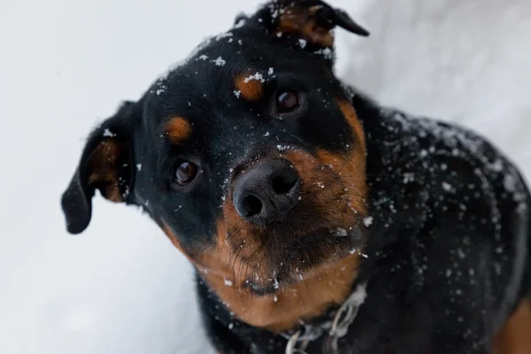 Inverno cagnolino Close Up — Foto Stock