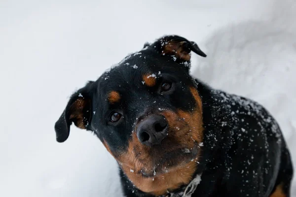 Cane nella neve — Foto Stock