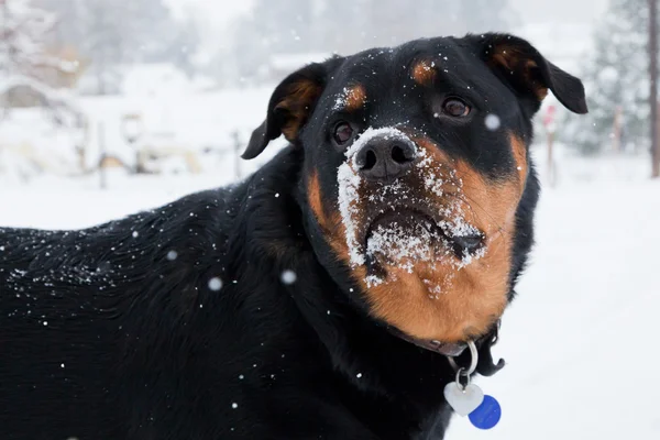 A caccia di palle di neve — Foto Stock