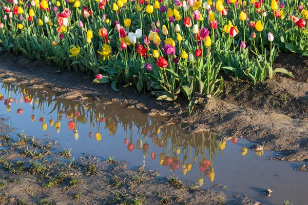 Tulip Reflections in Water — Stock Photo, Image